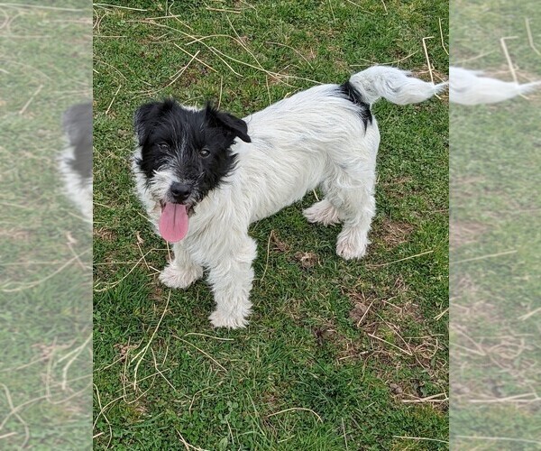 Medium Photo #2 Russell Terrier Puppy For Sale in APPLE GROVE, WV, USA