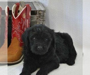 Rottle Puppy for sale in GREENCASTLE, PA, USA