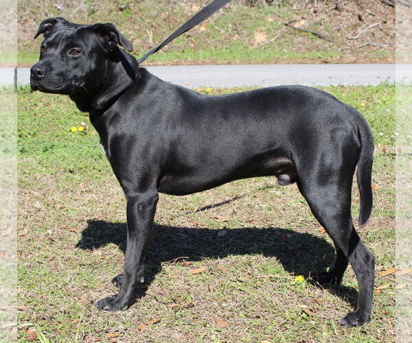 Medium Photo #3 Labrador Retriever-Unknown Mix Puppy For Sale in Prattville, AL, USA