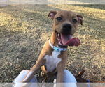 Small #6 American Pit Bull Terrier-Dachshund Mix