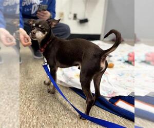 Chihuahua Dogs for adoption in Boston, MA, USA