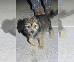 Small Huskies  Mix