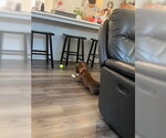 Small #3 Mutt