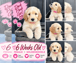 Puppy Dark Pink Double Doodle