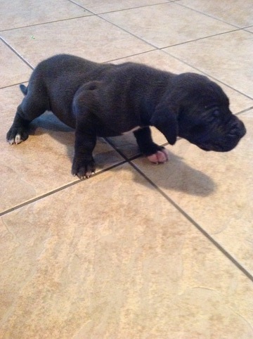 Medium Photo #1 Great Dane Puppy For Sale in ROGERS, AR, USA