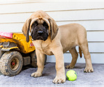 Puppy Marco Mastiff