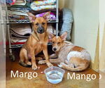 Small #4 Red Heeler Mix