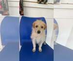 Small #1 Mutt