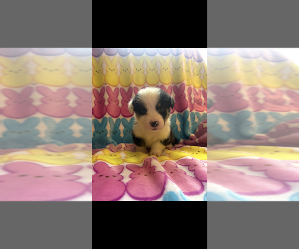 Medium Photo #8 Pembroke Welsh Corgi Puppy For Sale in SHERMAN, TX, USA