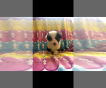 Small #7 Pembroke Welsh Corgi