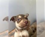 Small Labrador Retriever Mix