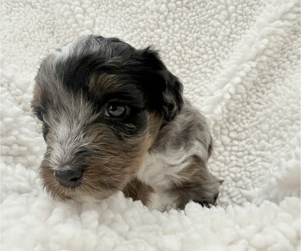 Medium Photo #2 Aussie-Poo-Bernedoodle Mix Puppy For Sale in LEXINGTON, SC, USA