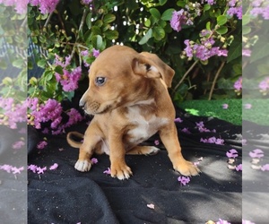 Chihuahua-Chiweenie Mix Puppy for sale in JESUP, GA, USA