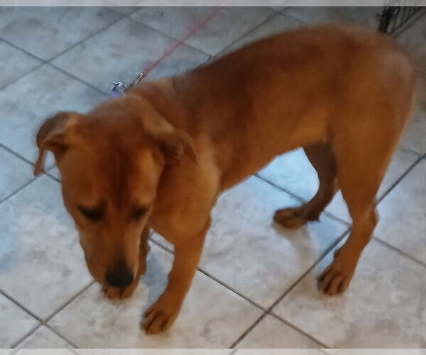 Medium Photo #3 Labrador Retriever-Unknown Mix Puppy For Sale in Newfoundland, PA, USA
