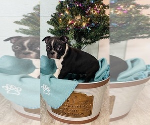 Boston Terrier Puppy for sale in CINCINNATI, OH, USA