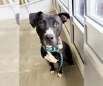 *JASAI - Male Mutt Dog for Adoption - Small photo