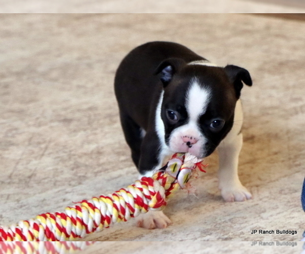 Medium Photo #7 Boston Terrier Puppy For Sale in WINNSBORO, TX, USA