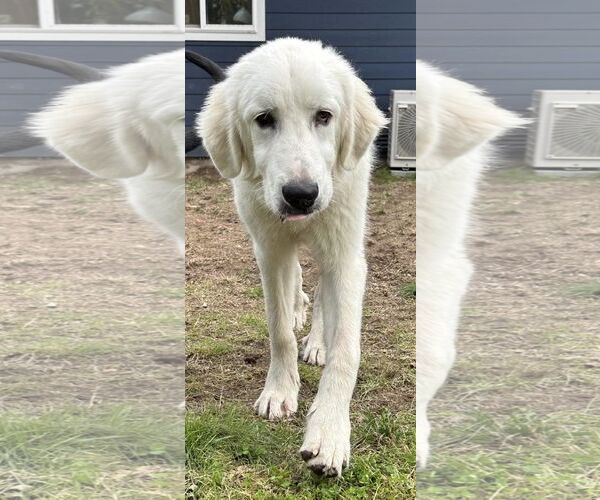 Medium Photo #14 Great Pyrenees Puppy For Sale in Spring, TX, USA