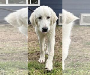 Jelly - Male Great Pyrenees Dog for Adoption - Photo #14