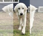 Small #13 Great Pyrenees