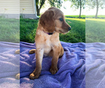 Small Photo #3 Goldendoodle Puppy For Sale in HOPKINTON, IA, USA