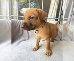 Small #1 Golden Retriever Mix