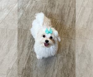 Maltese Puppy for sale in ROCK VALLEY, IA, USA
