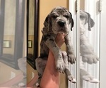 Small Photo #2 Great Dane Puppy For Sale in UNICOI, TN, USA