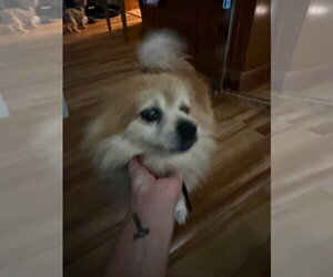 Bijou - in a foster home - Male Pomeranian Dog for Adoption - Photo #3