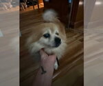 Small Photo #3 Pomeranian Puppy For Sale in South Bend, IN, USA
