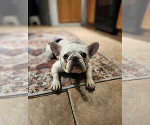 French Bulldog Dogs for adoption in Oakland Park , FL, USA