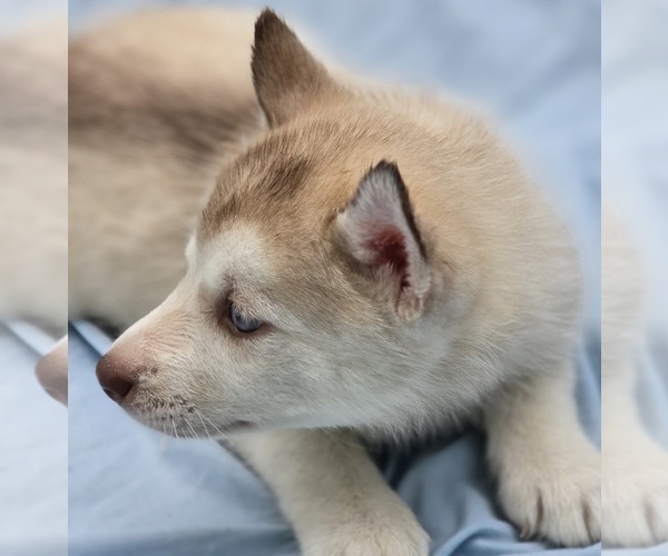 Medium Photo #10 Siberian Husky Puppy For Sale in CAMDENTON, MO, USA