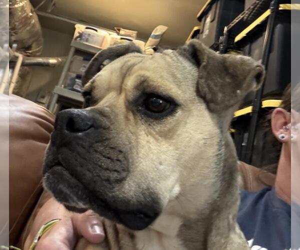Medium Photo #2 Boxer-Unknown Mix Puppy For Sale in Incline Village, NV, USA