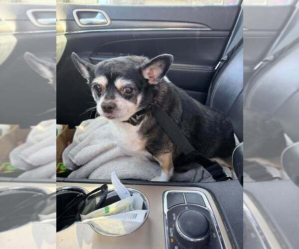 Medium Photo #7 Chihuahua-Unknown Mix Puppy For Sale in Vail, AZ, USA