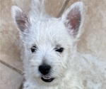 Puppy Puppy 4 ruby West Highland White Terrier
