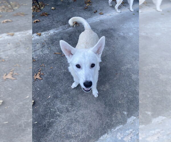 Medium Photo #2 Siberian Husky-Unknown Mix Puppy For Sale in Elmsford, NY, USA