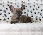 Small Photo #3 French Bulldog Puppy For Sale in PORTOLA VALLEY, CA, USA