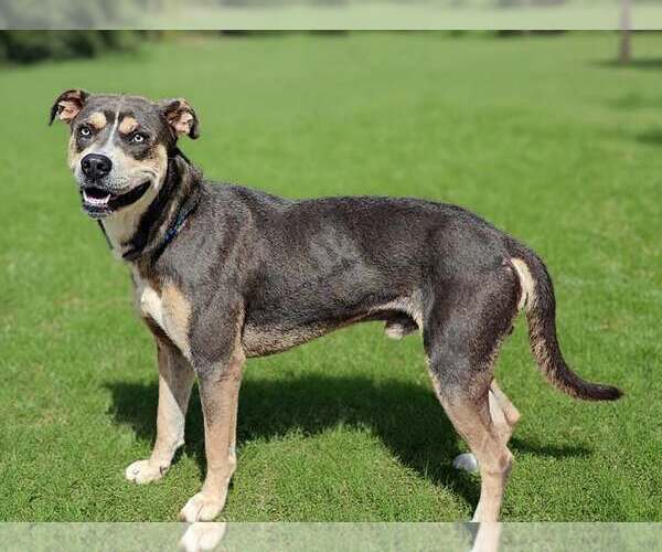 Medium Photo #6 Mutt Puppy For Sale in Talladega, AL, USA