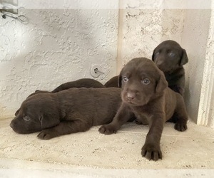 Labrador Retriever Puppy for sale in MORENO VALLEY, CA, USA