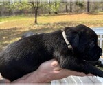 Small Photo #47 Rotticorso Puppy For Sale in REEVESVILLE, SC, USA