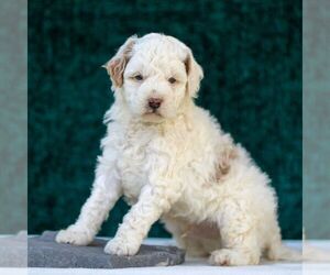 Goldendoodle (Miniature) Puppy for sale in LANCASTER, PA, USA