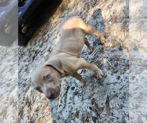 Afghan Hound-American Pit Bull Terrier Mix Puppy for sale in REDDICK, FL, USA