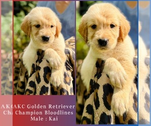 Golden Retriever Puppy for sale in SUGAR LAND, TX, USA