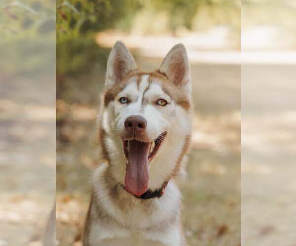 Medium Photo #2 Siberian Husky Puppy For Sale in Carrollton, TX, USA