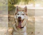 Small #1 Siberian Husky