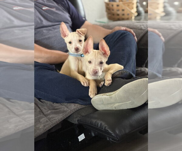 Medium Photo #3 Siberian Husky-Unknown Mix Puppy For Sale in Springdale, PA, USA