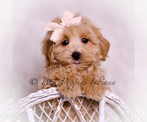 Maltipoo (Miniature) Litter for sale in WARSAW, IN, USA