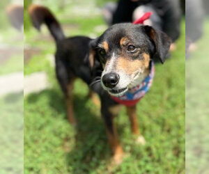 Shiba Inu-Unknown Mix Dogs for adoption in Warrenton, VA, USA