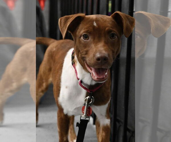 Medium Photo #1 Dachshund-Vizsla Mix Puppy For Sale in Wakefield, RI, USA