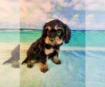 Small Photo #2 Cavapoo Puppy For Sale in TECUMSEH, MI, USA